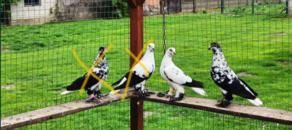 Gołębie z lotu Berliny na białym ogonie. Widyny kosmate Czarne