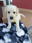 Labrador Retriever szczeniak maści biszkoptowej
