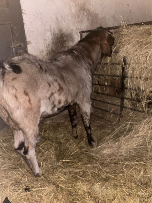 Kozioł Anglonubijski 100%, kozy, cap, reproduktor