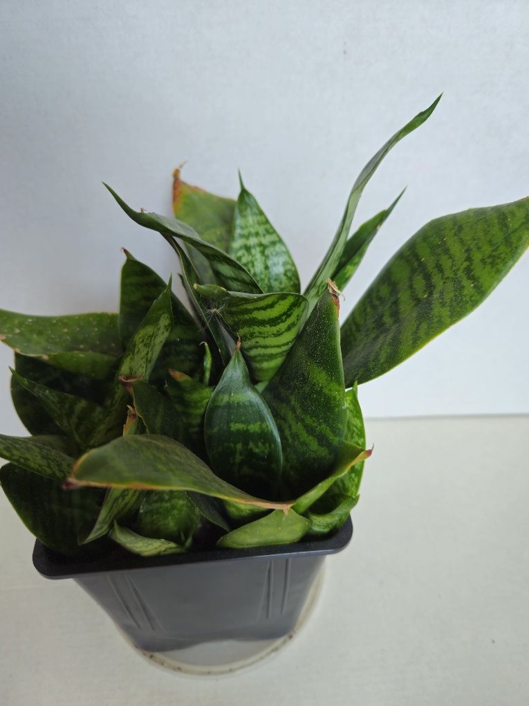 Planta Espada de São Jorge em Vaso Plástico 10,5 cm