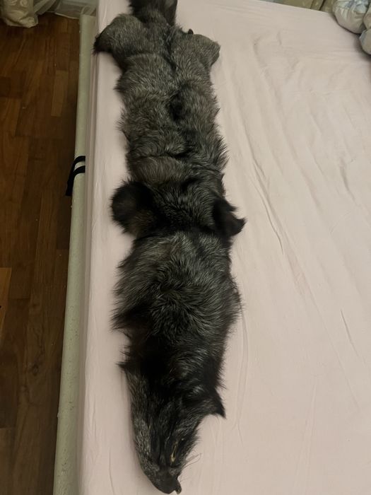 Продам шкурку чернобурки