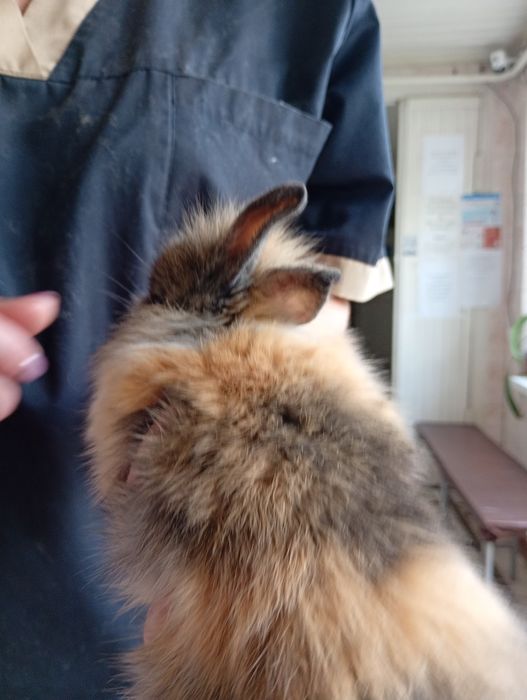 Декоративний карликовий кролик