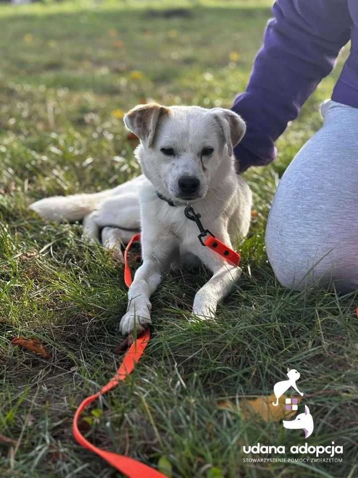 Mopsik ok.2 let kochany piesek czeka na kochajacy dom Plock