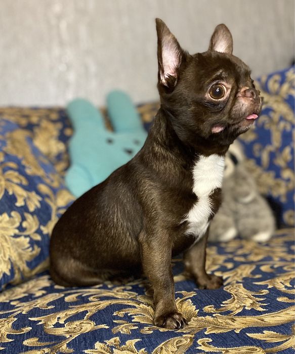 Шоколадный мачо