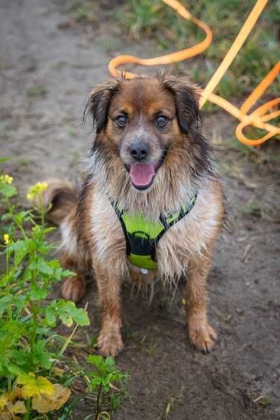Młody przyjazny Krokiet szuka domku