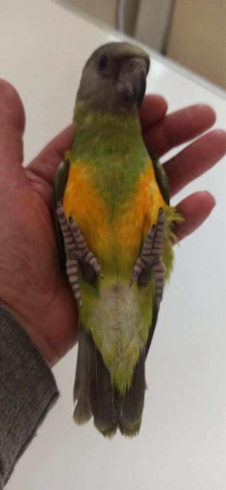 Сенегальський папуга пташеня «викормиш» ручний
