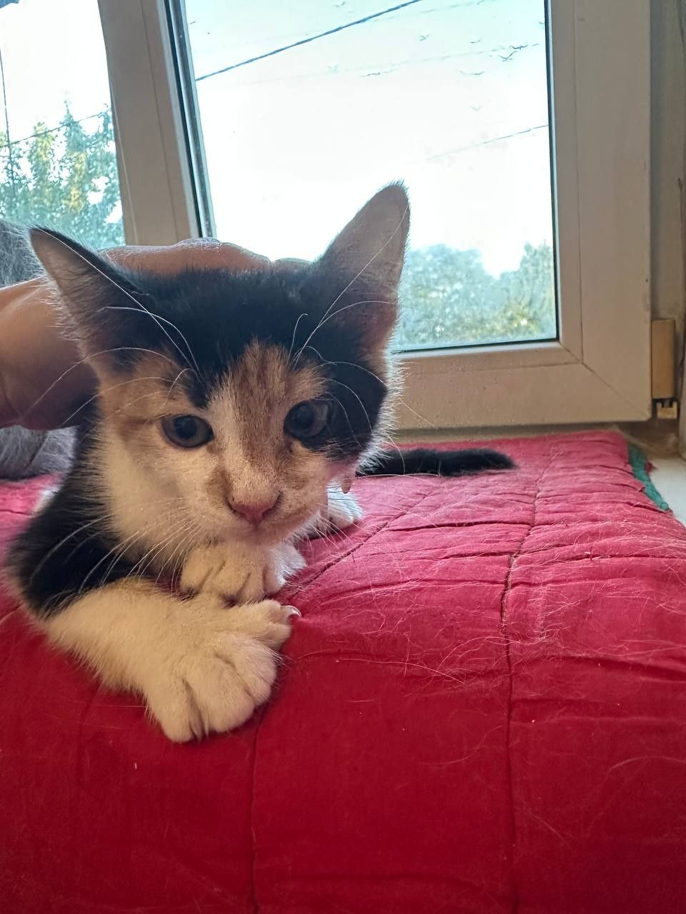 Котенок девочка 2месяца