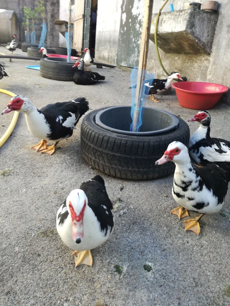 Patos mudos bebês,OVOS,ninhadas..
