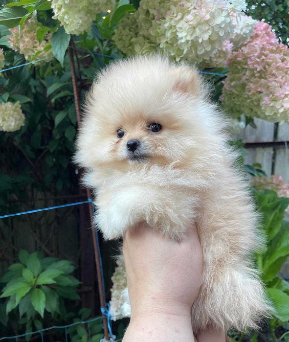 Померанский шпиц.щенки.