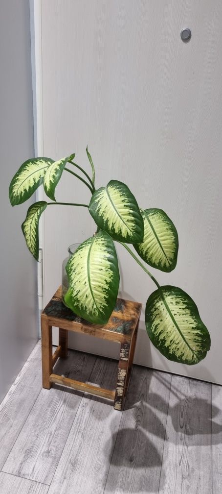 Diffenbachia - ukorzenione sadzonki