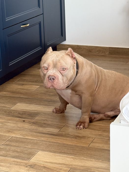 Okazja! American Bully Pocket Pocket Sprzedam