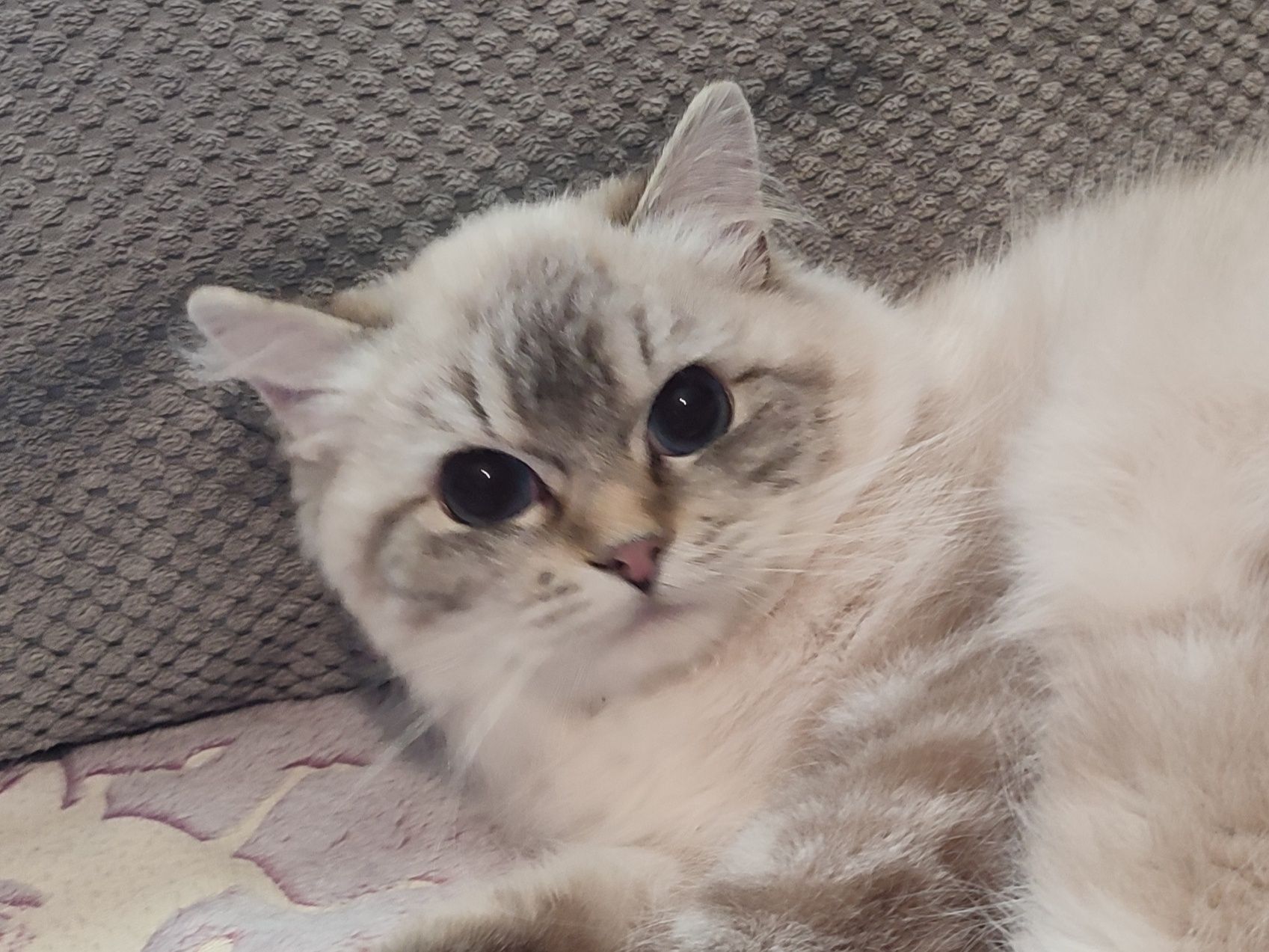 Ragdoll kotka  z międzynarodowym rodowodem FIFE