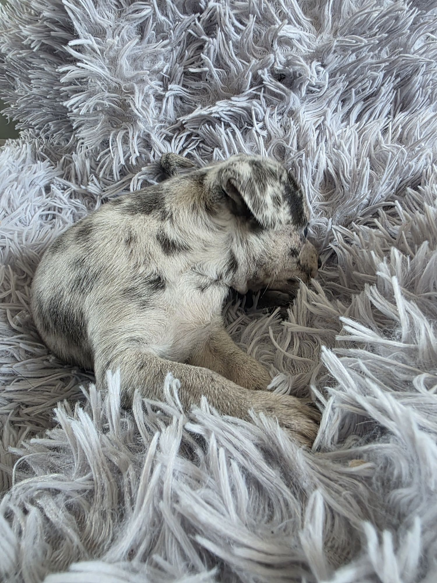 Chihuahua merle sunia