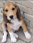 Szczeniaki Beagle
