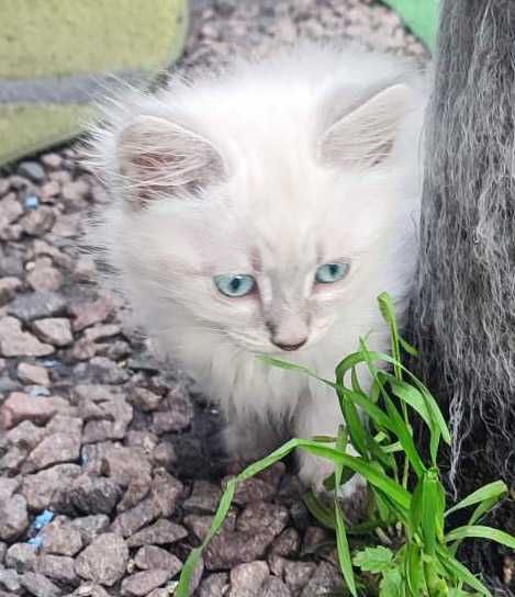 Котенок голубоглазый колор-пойнт - мальчик, метис