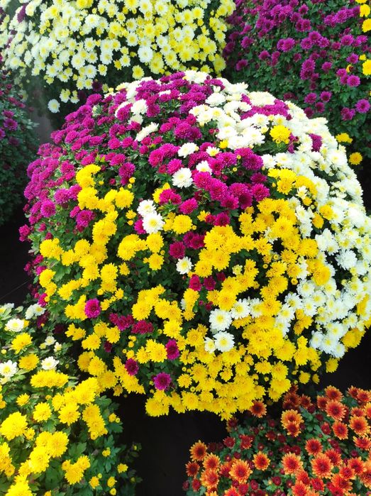 Chryzantema drobnokwiatowa