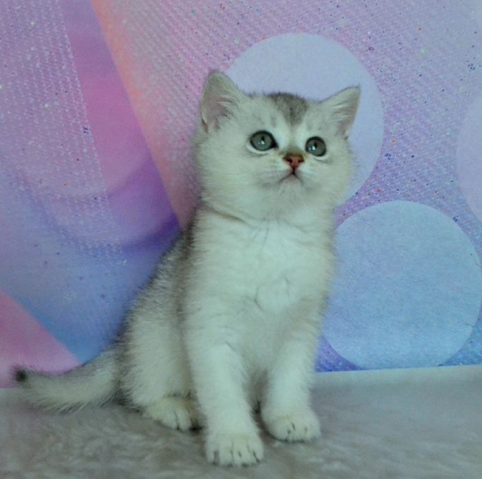 Хлопчик та дівчинка шиншиллы