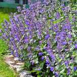 Kocimiętka nepeta sadzonka P9