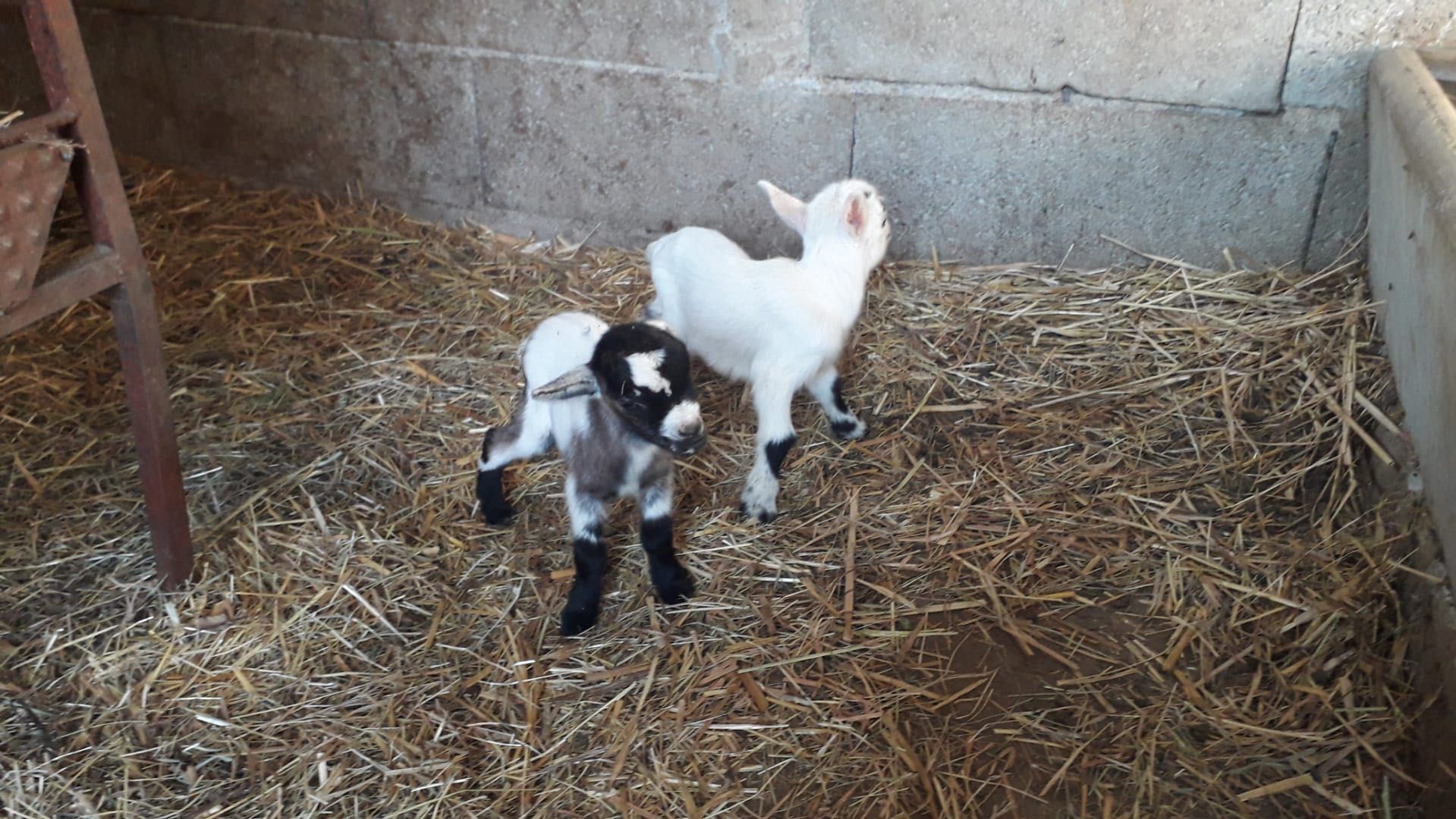 Cabras anãs para venda