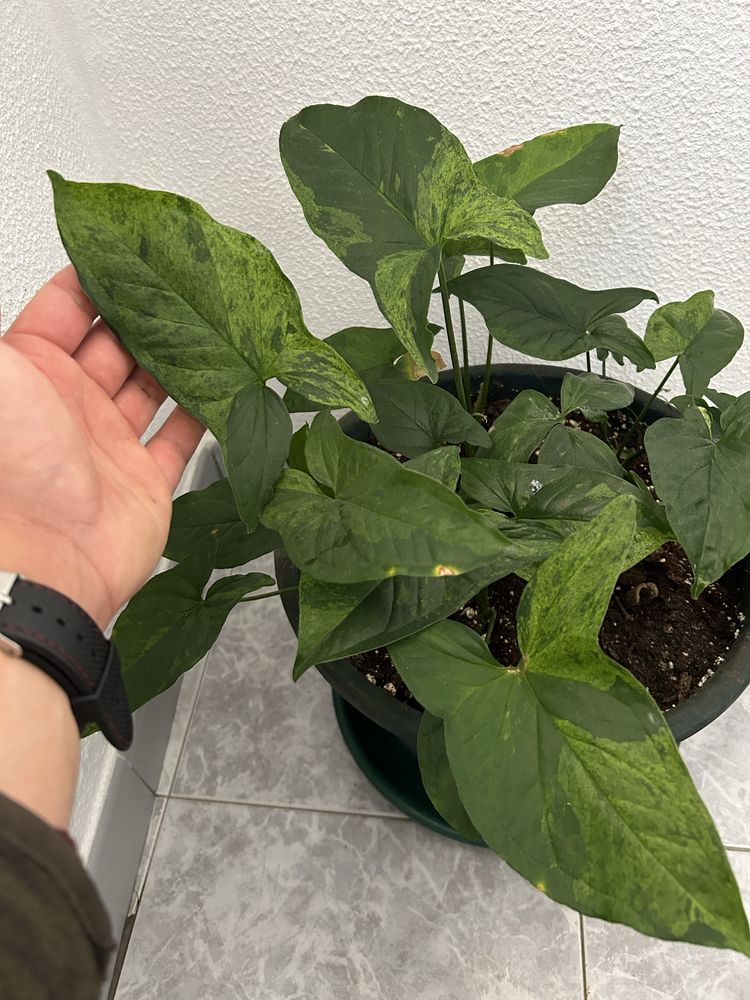 Monstera variegata