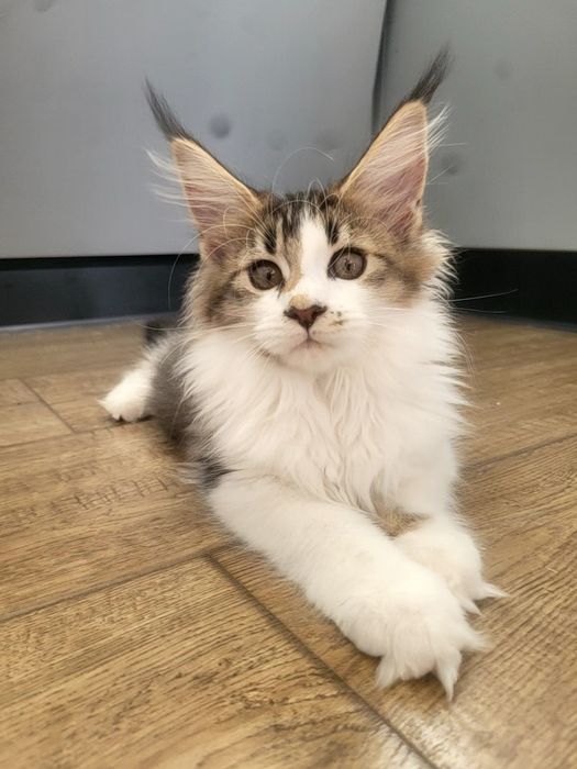 Kotka Euforia  Bagheera Pl Maine Coon
