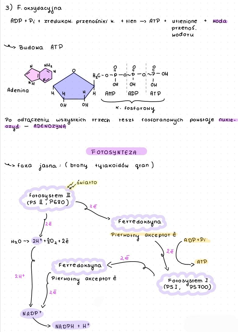 Powtórka do matury- biologia, metabolizm