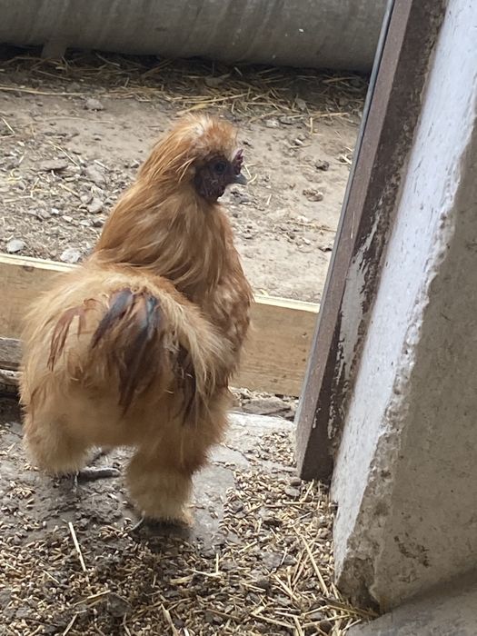 Koguty silki jedwabiste