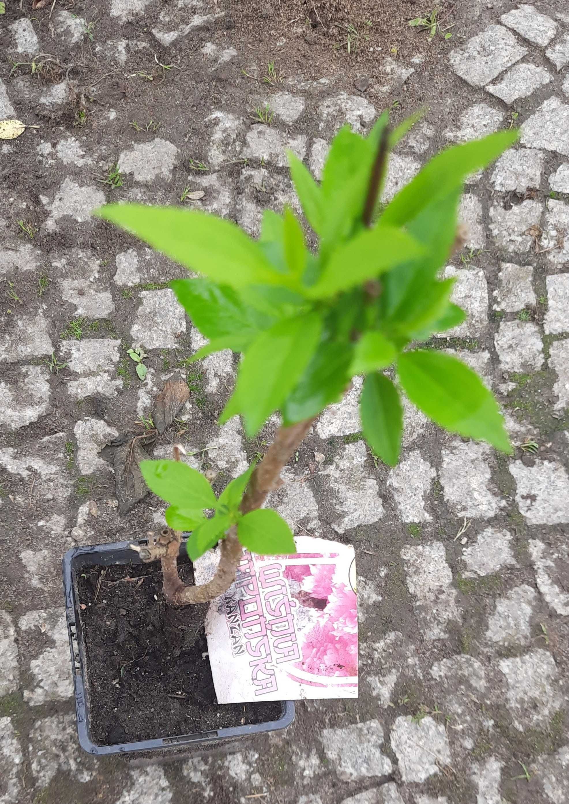 Wiśnia japońska Kanzan, sadzonka w doniczce