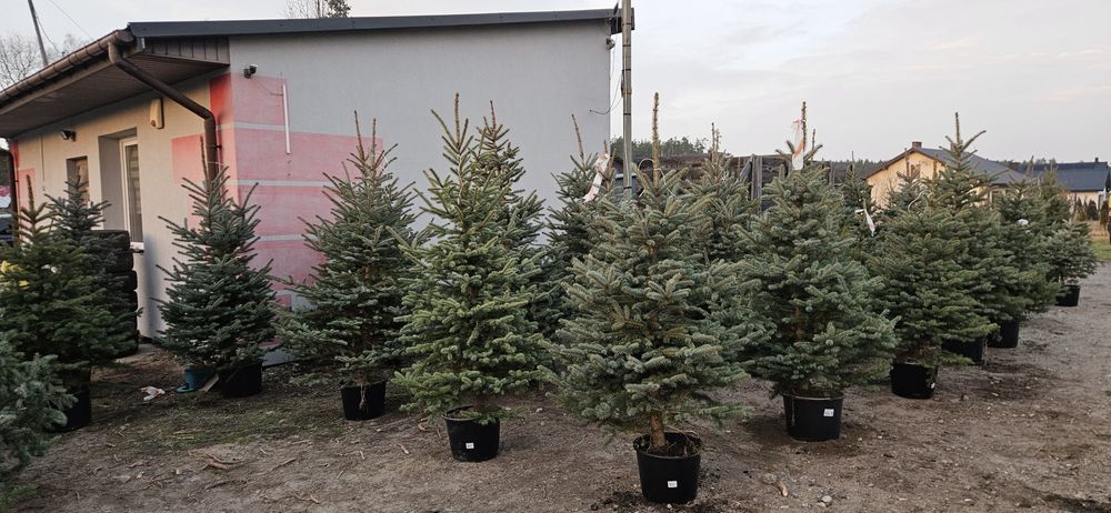 Choinki pachnące jak las - Brzóza