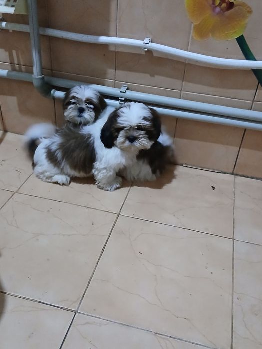 Продам щенят ши тцу