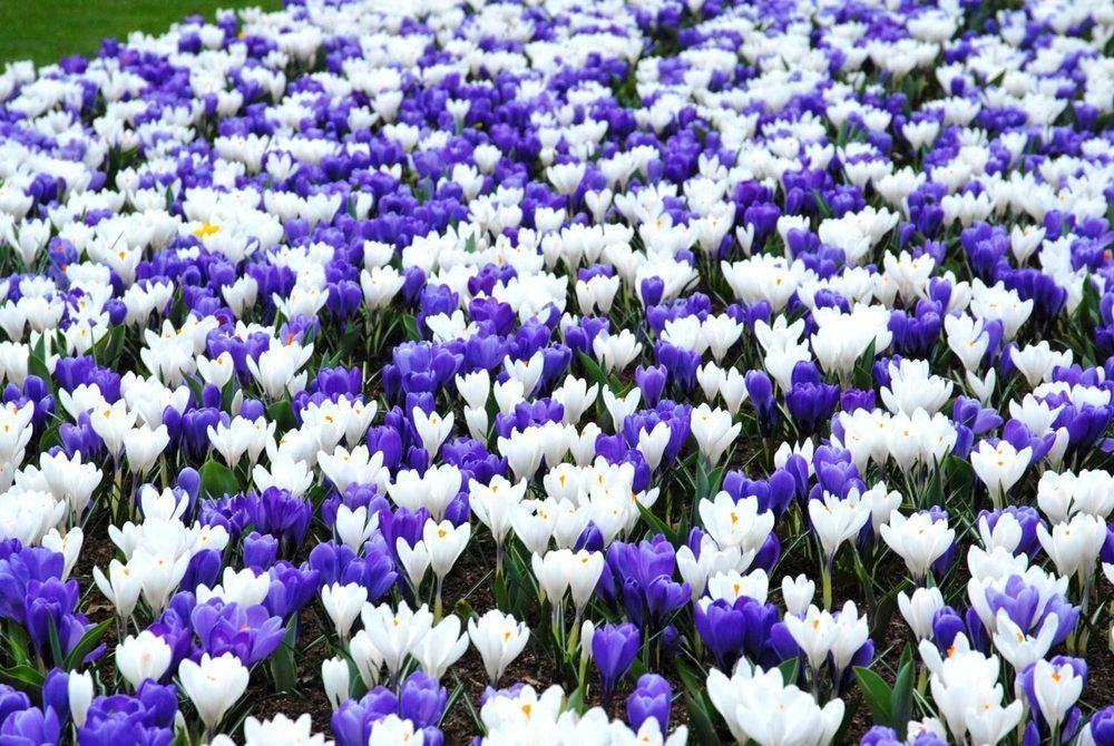 Wiosenny KROKUS cebulki 50 szt MIX NIEBIESKI BIAŁY krokusy krokusów