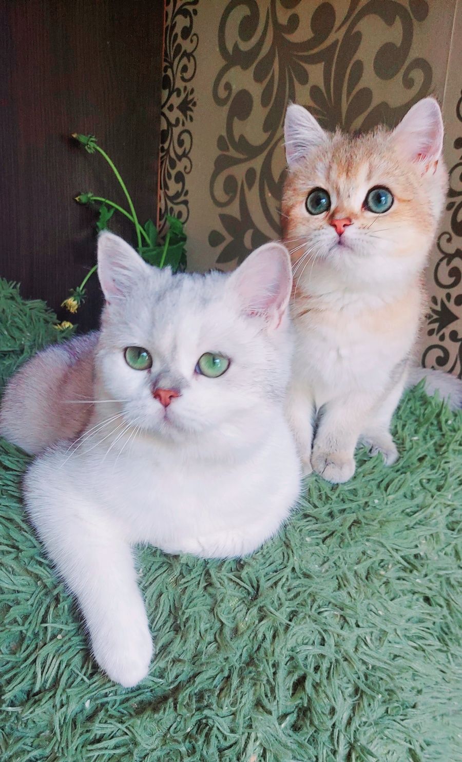 Scottish Fold и Scottish Straight