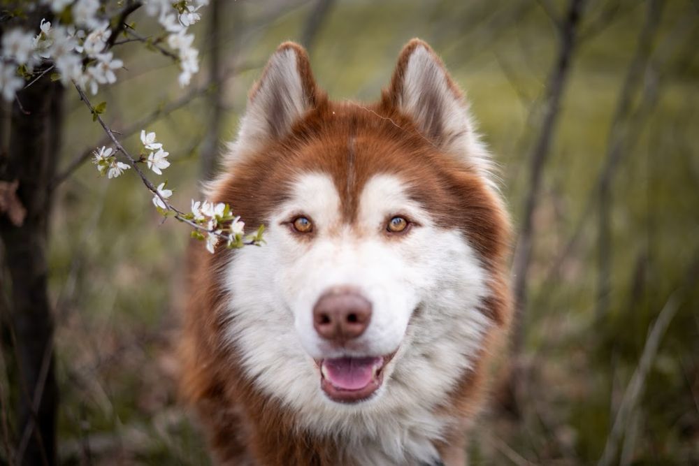 Mieszaniec Husky i Malamuta. Charakterny rudy północniak dla znawcy