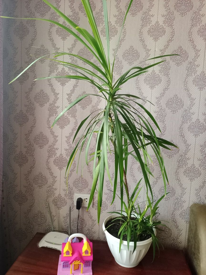 Кімнатна рослина пальма кордиліна
