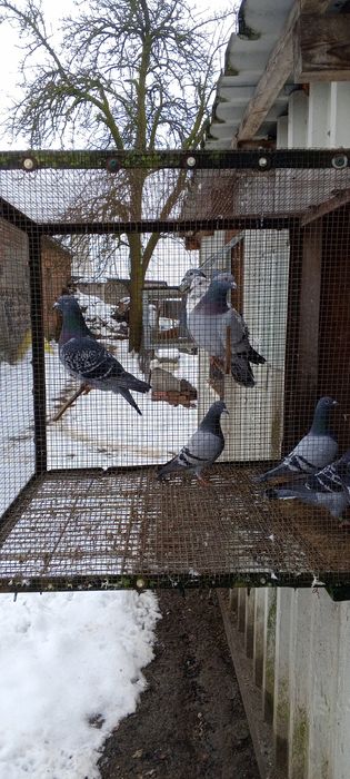 Likwidacja hodowli gołębi pocztowych