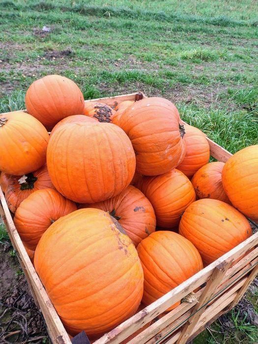 Dynia jadalna typu halloween