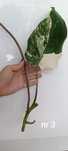 Monstera variegata węzeł cięty