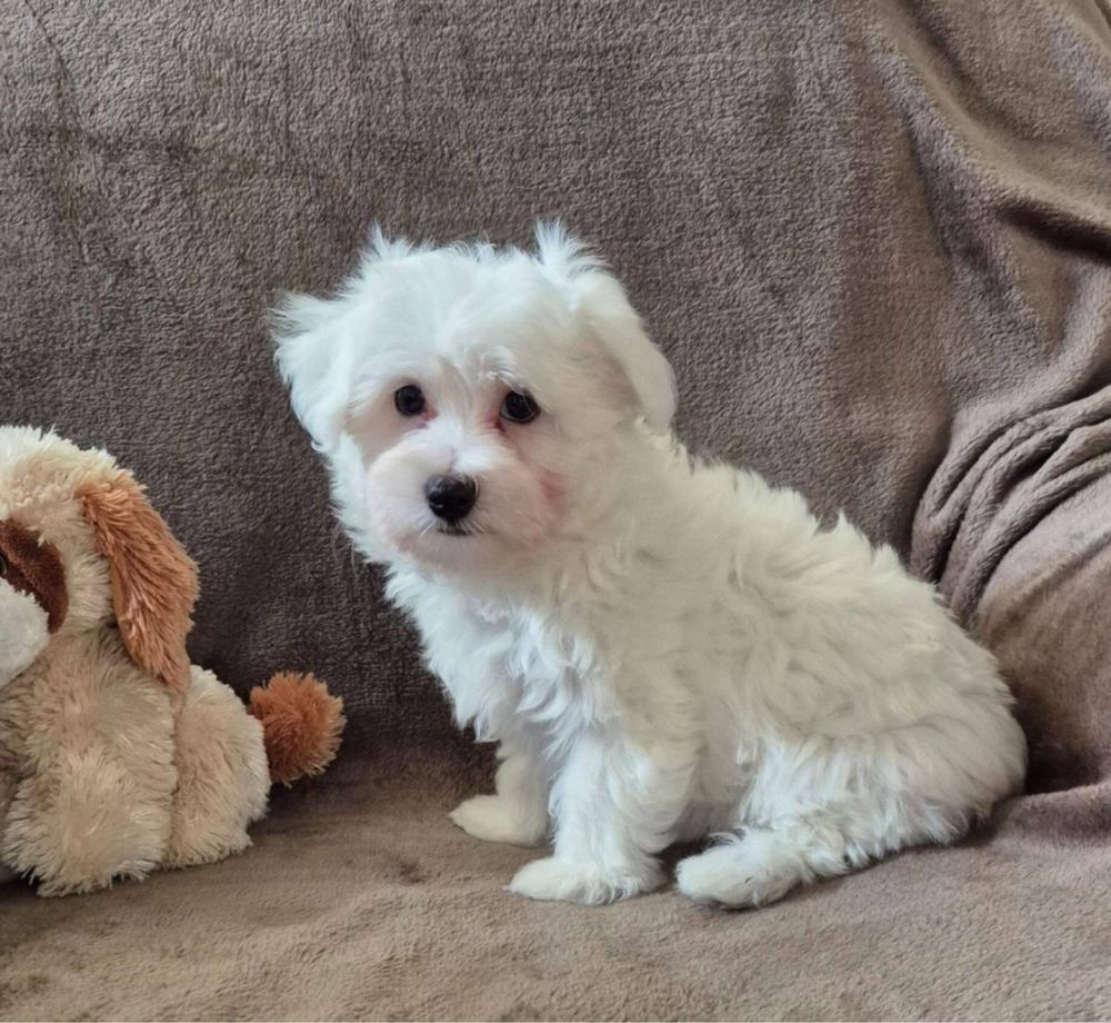 Bichon Maltes qualidade !!