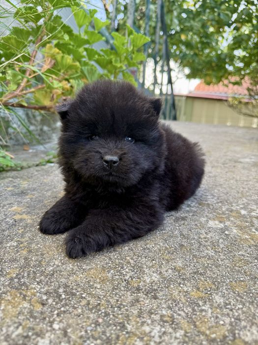 Chow Chow Preto Femea