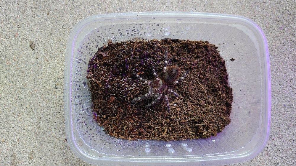 Acanthoscurria Geniculata L8 samce ~3,5DC ptasznik pająk