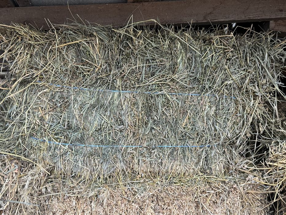 Сіно люцерни в тюках 2025 рік