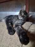Kocur maine coon z rodowodem