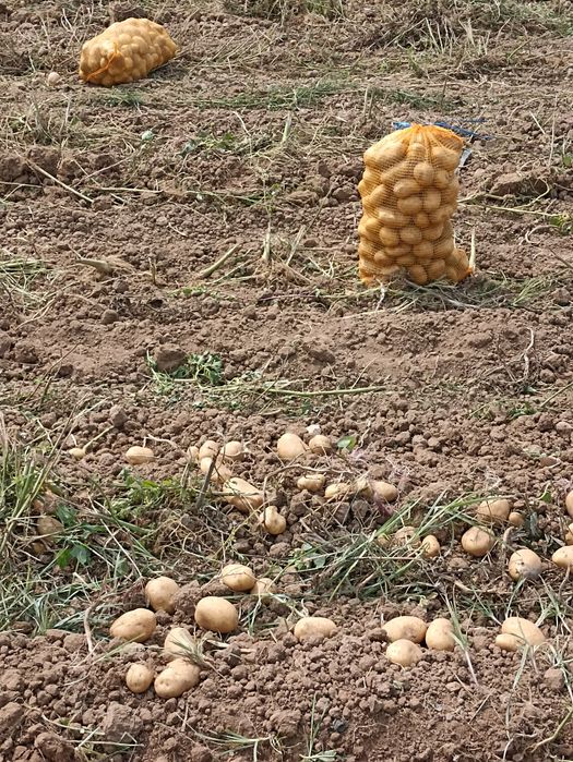 Batata agria . Produção própria