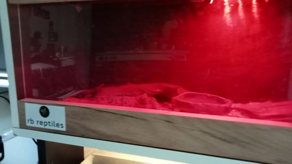 Terarium dla węża, gada, żółwia