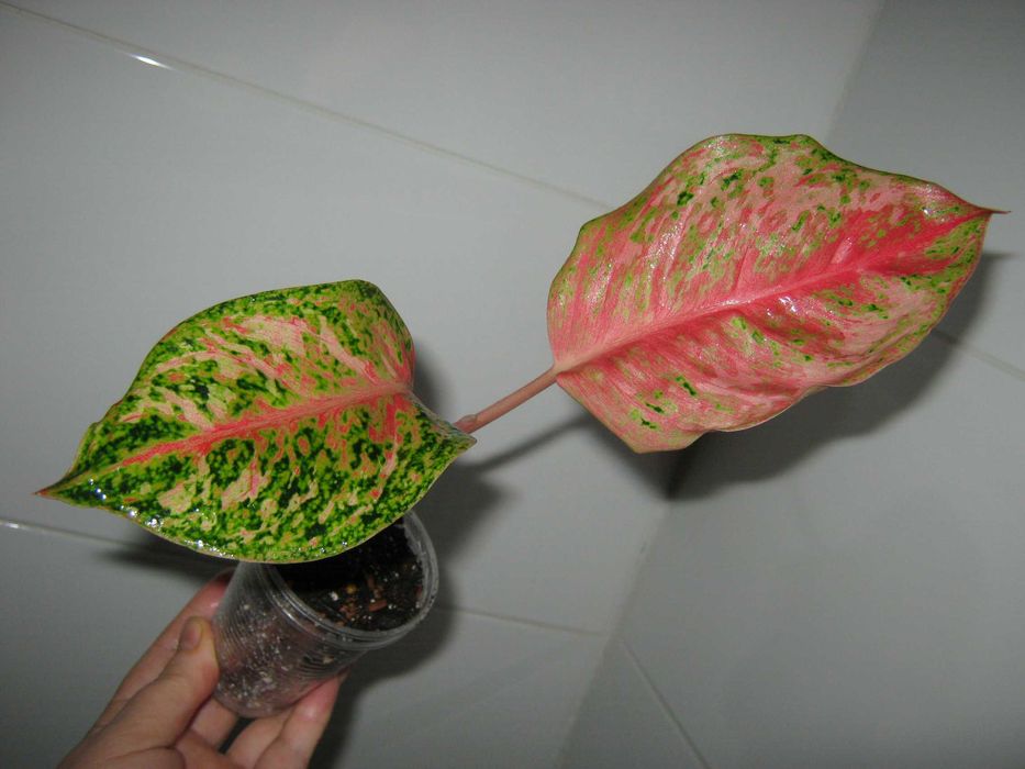 аглаонема 10 карат есть много других сортов детки от 350грн