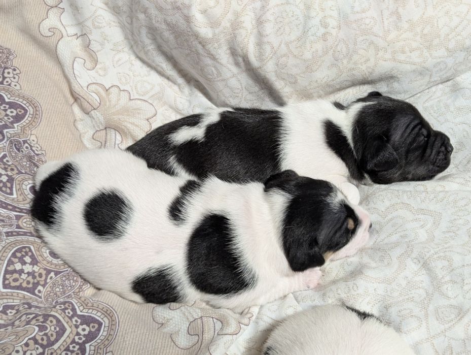 Цуценята Джек Рассел 3-х кольорові