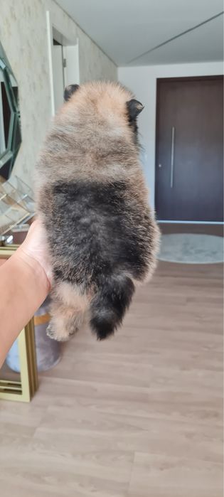 Menino Lulu da Pomerânia mini de Qualidade