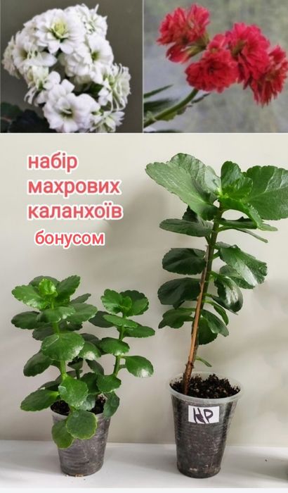 Гранат комнатный карликовый Нана