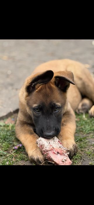 Щенки немецкой овчарки Харьков