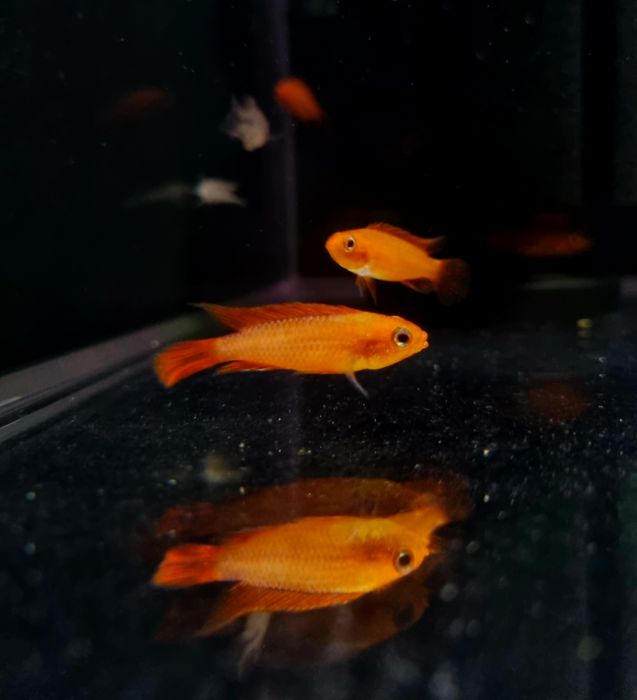 Apistogramma agassizii super fire red (pielęgniczka)